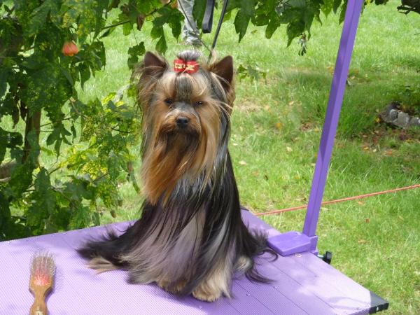 Didiel andes aromo | Yorkshire Terrier 