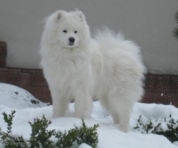 Shain Sugar iz Moskovskoy Metely | Samoyed 