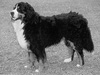 Gino vd Scheidegg | Bernese Mountain Dog 