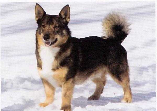 Krosaskogens Hektor | Swedish Vallhund 