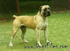 Piona's Vegter | African Boerboel 