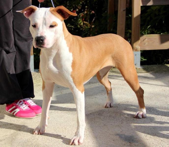 KARBALLIDO STAFFS BIANCA | American Staffordshire Terrier 