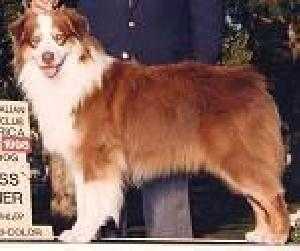 Windhills Fire Storm | Australian Shepherd 