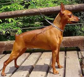 Barrique vom Kosslbachtal | Miniature Pinscher 