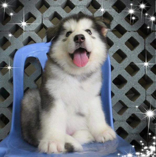 Yuri of Tho Kennel | Alaskan Malamute 