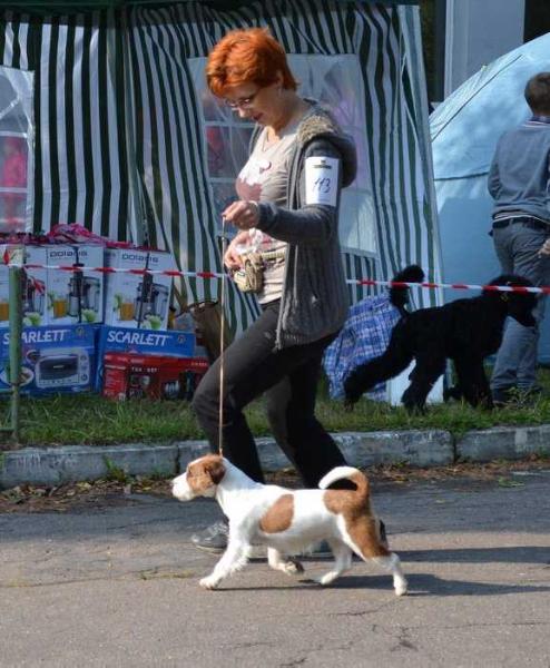 Lovely Orange XSanta Dreems | Jack Russell Terrier 