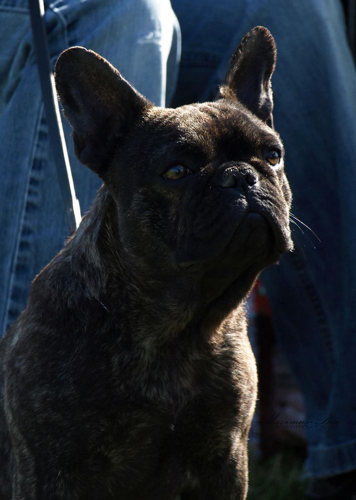 Hettie of Kellaney | French Bulldog 