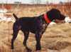 Shooting Starr's Top Gun | German Shorthaired Pointer 