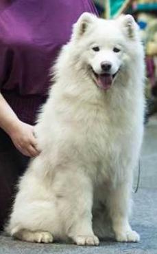 Lilu Zvezda Galaktiki | Samoyed 