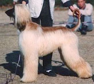 Absorba's Huschang | Afghan Hound 