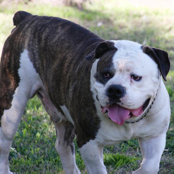 Flores Bullies Bentley | American Bulldog 