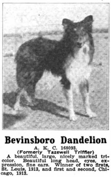 Bevinsboro Dandelion 168093 (Tazewell Triffler) | Rough Collie 
