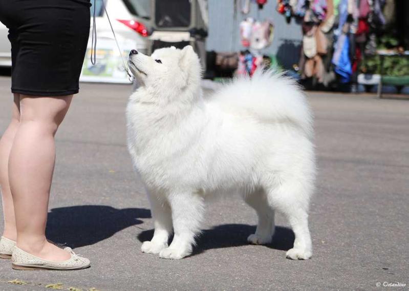 ZOE SOLDANA IZ MOSKOVSKOY METELY | Samoyed 