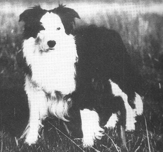 Zac ISDS 66166 | Border Collie 