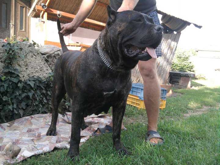 Demirkan Urania (Stella ) | Perro de Presa Canario 