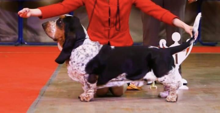 Gospoja Udacha Nelson Willy | Basset Hound 