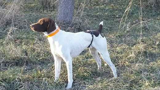 Shadowrock's Slice of Life | German Shorthaired Pointer 