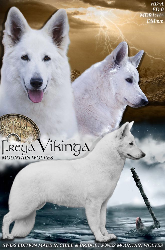 Freya Vikinga Mountain Wolves | White Swiss Shepherd Dog 