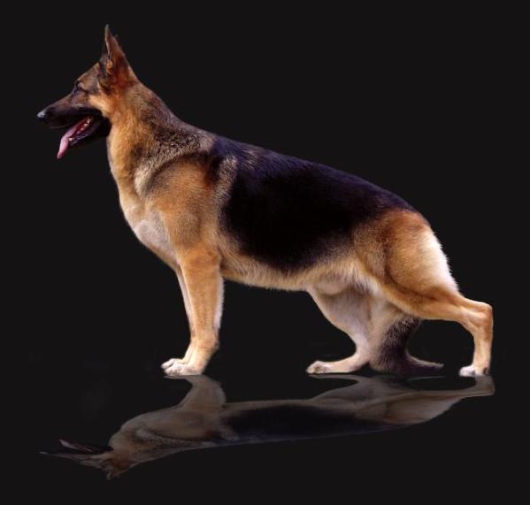 Babhiems Rob Report Hickoryhill | German Shepherd Dog 
