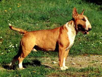 egoist von der alten veste | Bull Terrier 