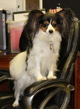 4 Paws Razzle Dazzle Raziella | Papillon 