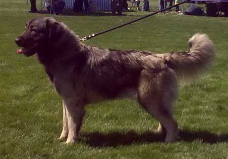 Anda od Culibrka | Yugoslavian Shepherd Dog-Sarplaninac 