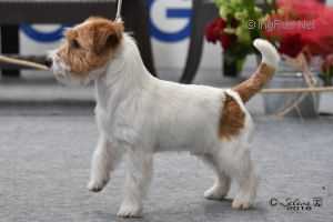 NIKO DEI DUE LEONI | Jack Russell Terrier 