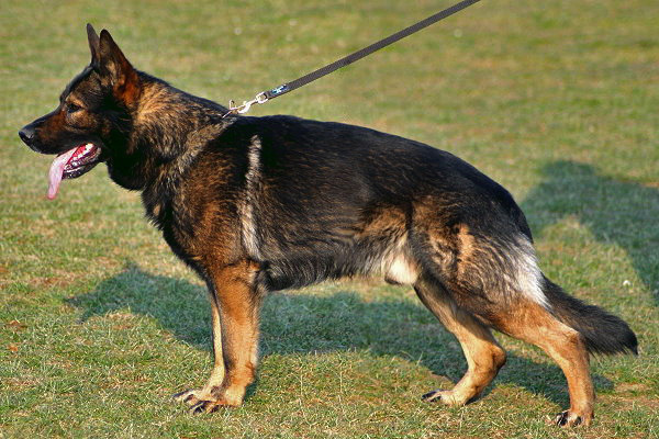 Vico vom Rittmeister | German Shepherd Dog 