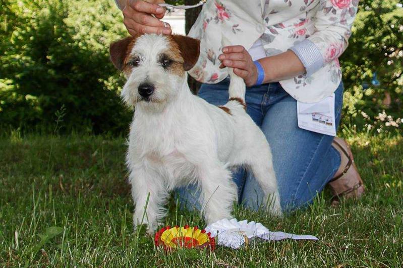 Mad Max dei Due Leoni | Jack Russell Terrier 