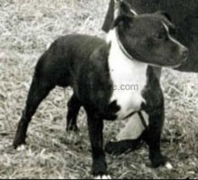 Hydiamond King | Staffordshire Bull Terrier 