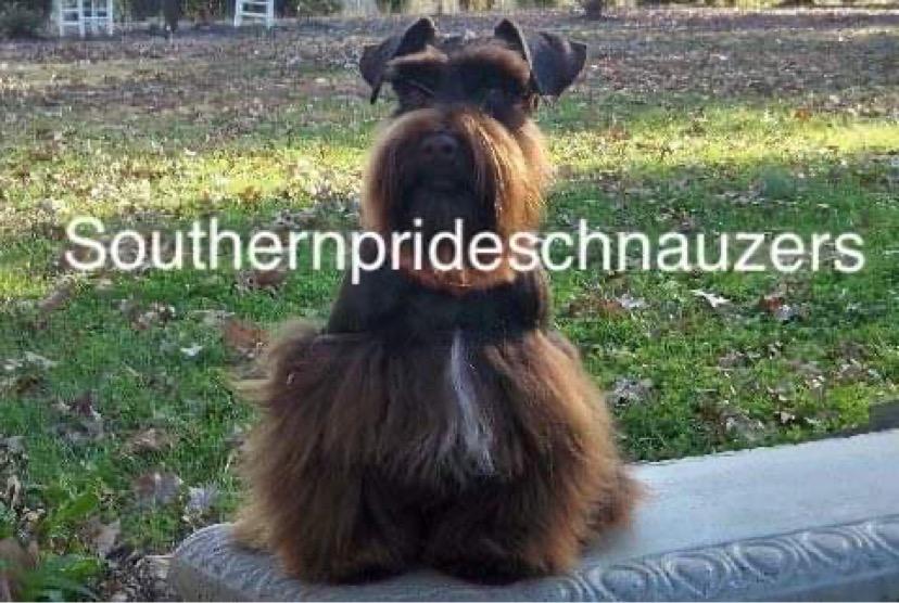 SOUTHERN PRIDE'S JUST CRUISING ALONG | Miniature Schnauzer 