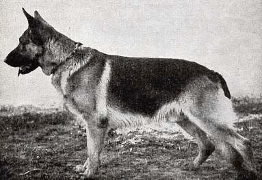 Cäsar von der Malmannsheide | German Shepherd Dog 