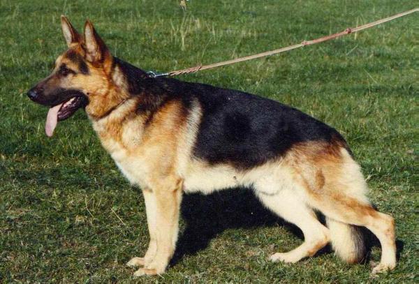 Jan von den Paderquellen | German Shepherd Dog 