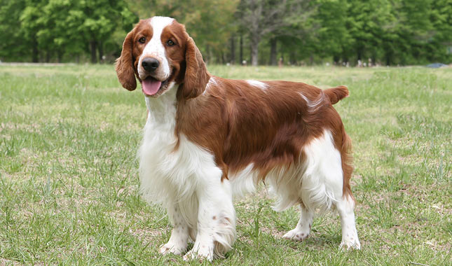 Welsh Springer Spaniel