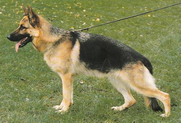 Dolly von Arlett | German Shepherd Dog 