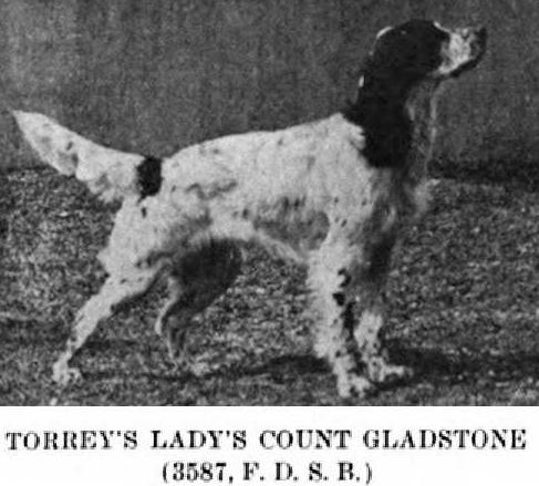 Torrey's Lady's Count Gladstone | English Setter 