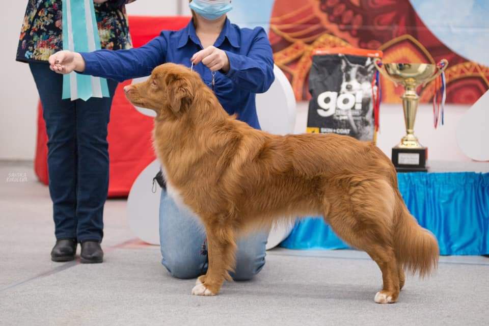 Whymark's Sure You Knew | Nova Scotia Duck Tolling Retriever 