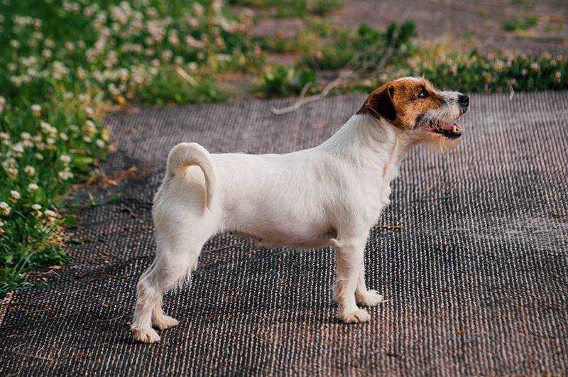 Timit tor valkyrie | Jack Russell Terrier 