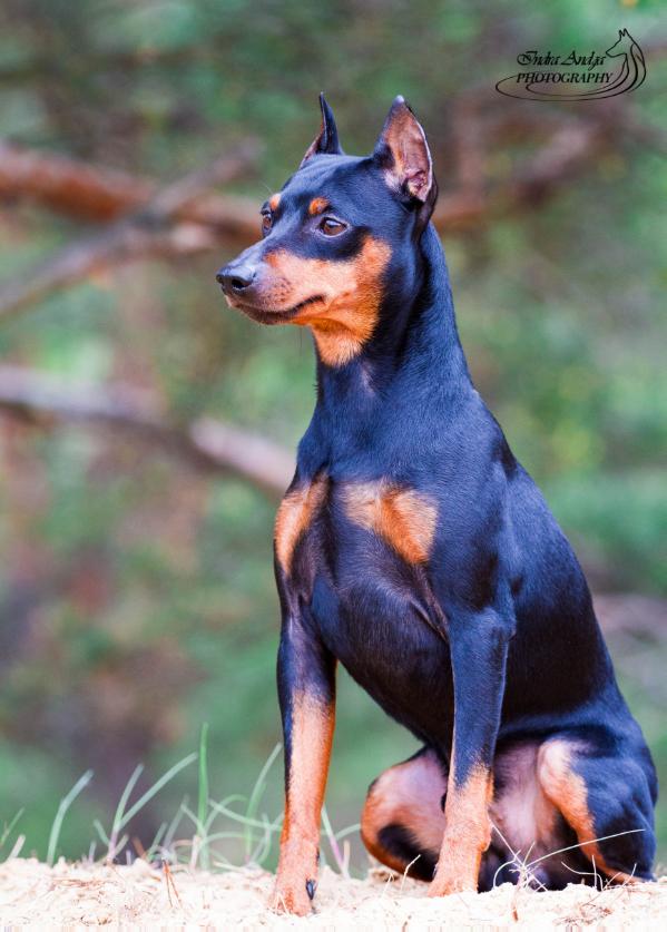 Olegor Bruni | Miniature Pinscher 