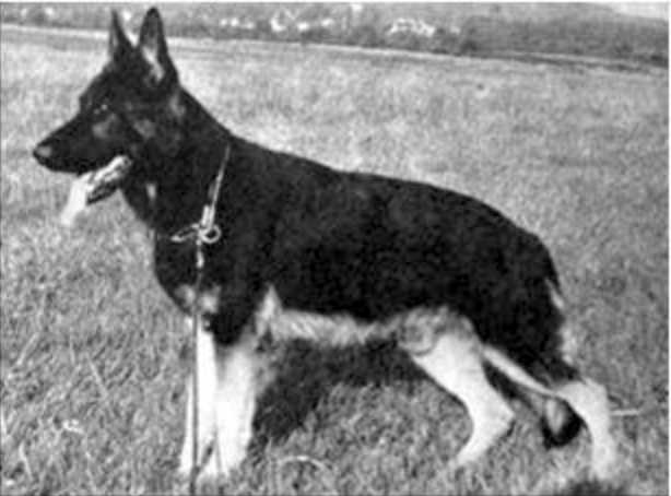 Joll vom Bemholt | German Shepherd Dog 