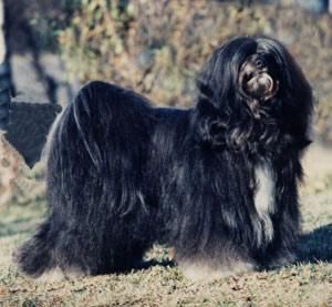 SCHAKA-TA'S AS-YAN | Tibetan Terrier 