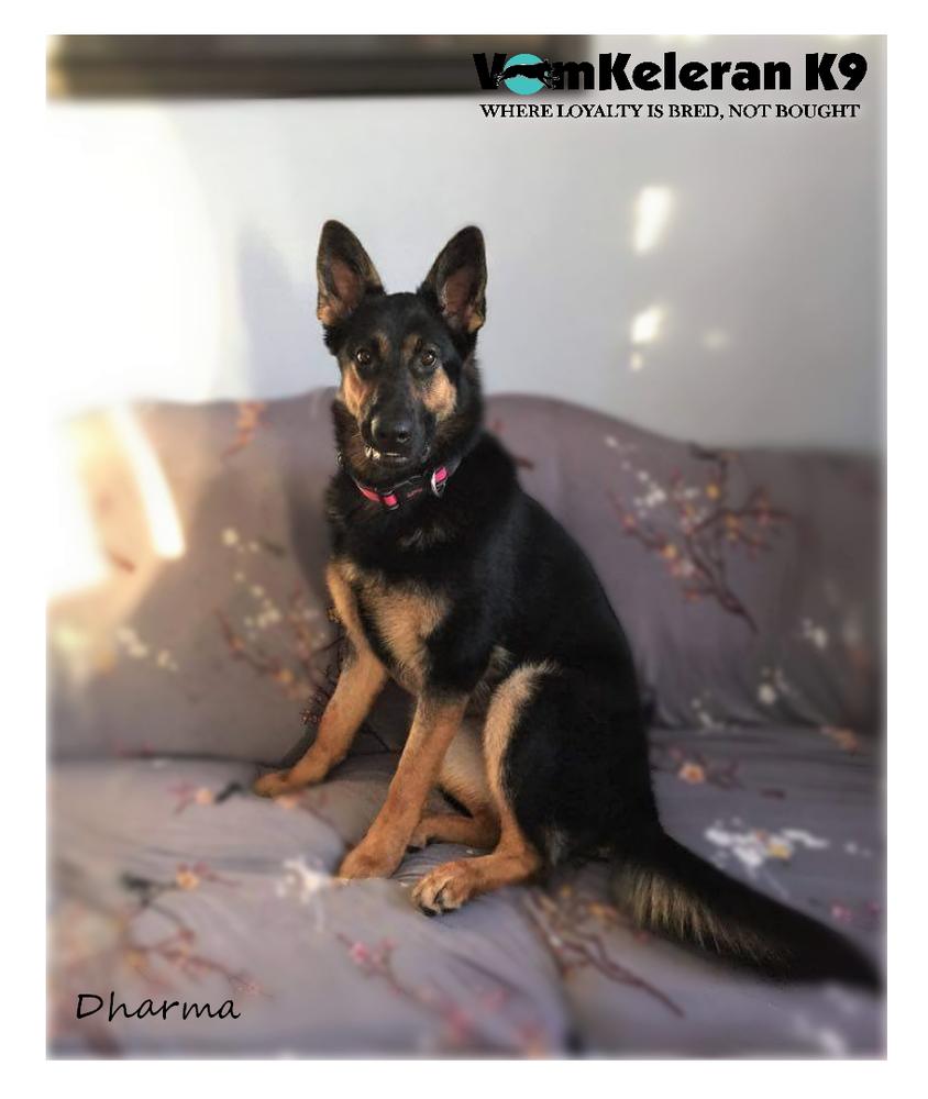 VomKeleran's Dharma | German Shepherd Dog 