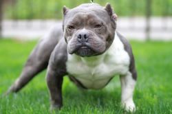 PARVOPITS PORKCHOP | American Pit Bull Terrier 