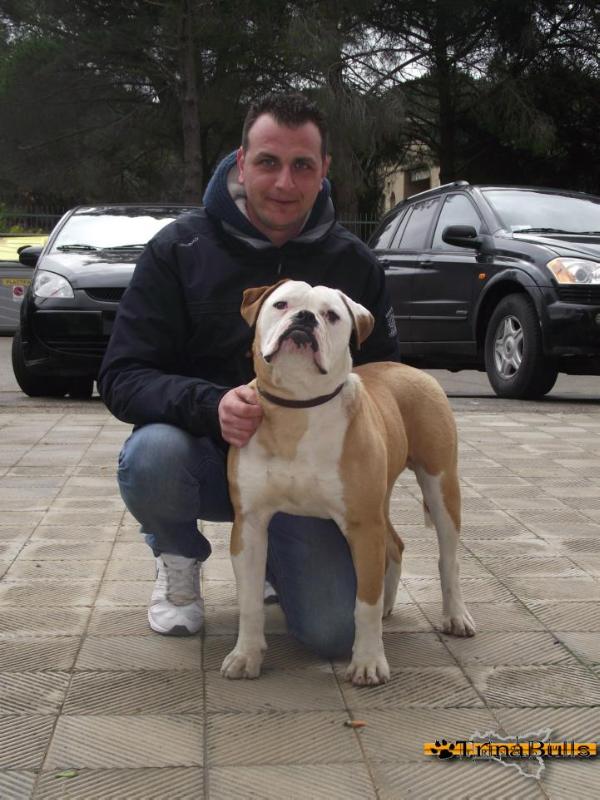 Trinabull's Alfio | American Bulldog 