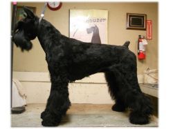 Skansen's Idlewild | Giant Schnauzer 