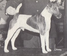 Foxden Leprechaun | Smooth Fox Terrier 