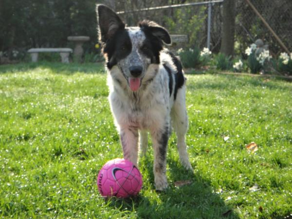 TEX'S STAR AVA IBCA H200299 | Border Collie 