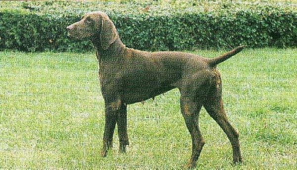 France de la Ferme de Belou | German Shorthaired Pointer 