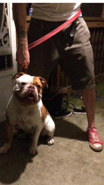 BuffaloCreek's Cash 2 | Olde English Bulldogge 