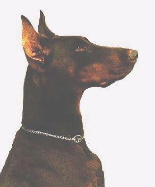 Larona v.h. Wantij | Brown Doberman Pinscher